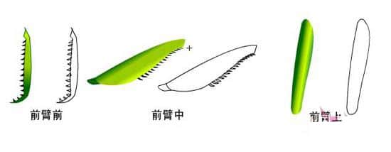 图片[8]-逼真螳螂效果绘制流程解析-伊丞小站（YLIMHS.COM）