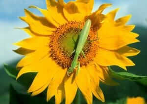 逼真螳螂效果绘制流程解析-伊丞小站（YLIMHS.COM）