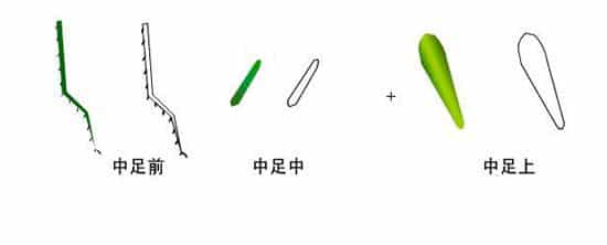 图片[7]-逼真螳螂效果绘制流程解析-伊丞小站（YLIMHS.COM）