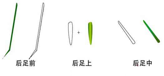 图片[6]-逼真螳螂效果绘制流程解析-伊丞小站（YLIMHS.COM）