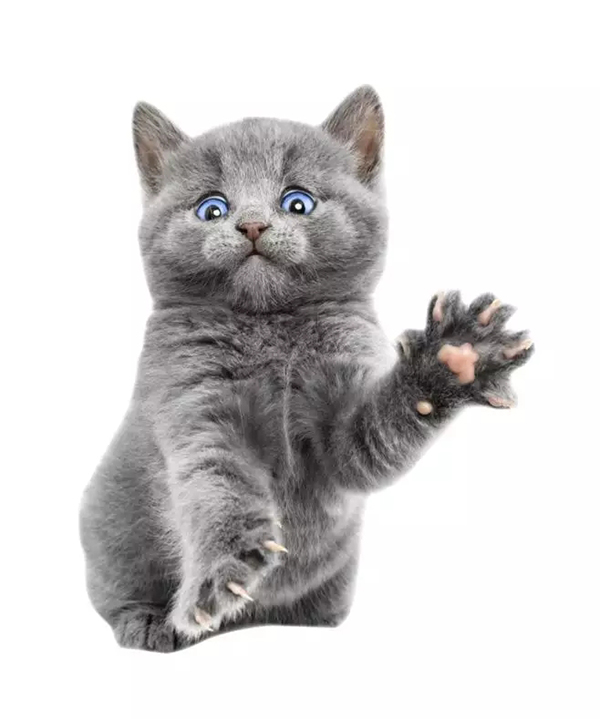 【PS入门教程】好莱坞大片级场景制作—宇宙猫