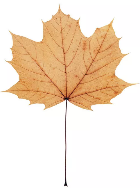 Ps图文教程：教你应用ps制作出叶雕效果