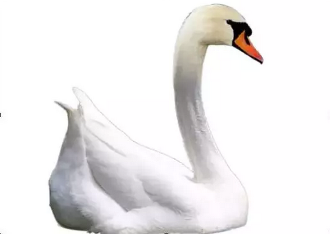 PS海报制作教程:打造墨染黑天鹅