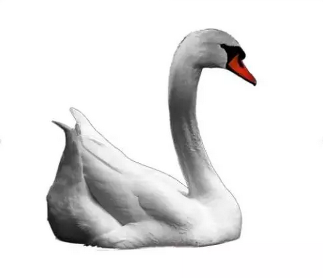 PS海报制作教程:打造墨染黑天鹅