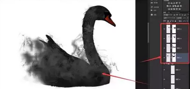 PS海报制作教程:打造墨染黑天鹅