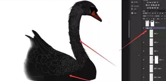PS海报制作教程:打造墨染黑天鹅