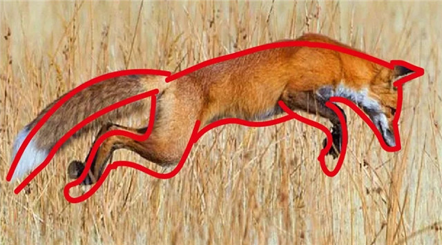 LOGO设计教程：具象动物LOGO制作