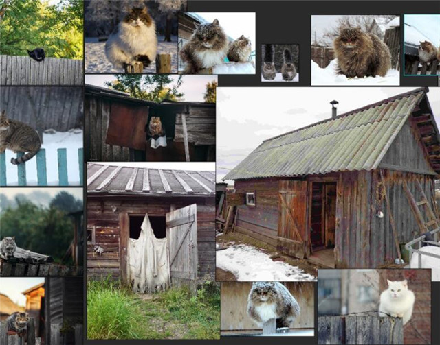 原画教程：PS制作霸气侧漏的猫