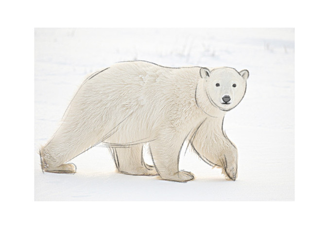 萌系动物绘制插画教程