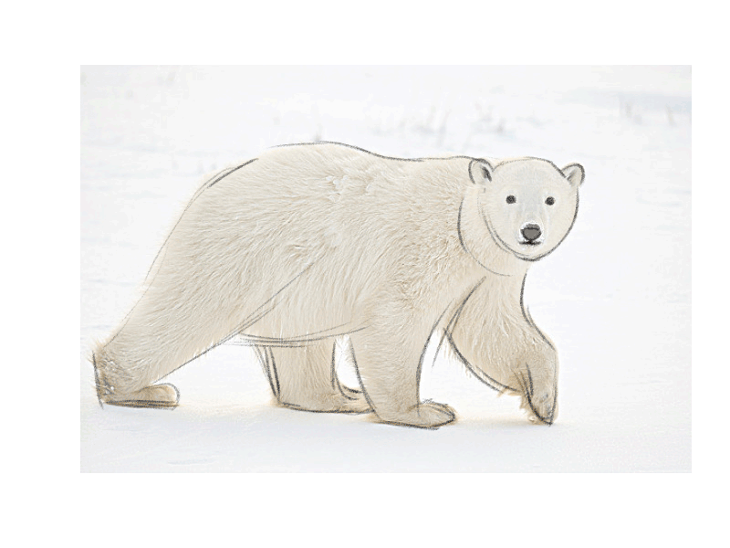 萌系动物绘制插画教程