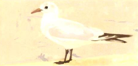 插画绘制的完美画具Photoshop应用(五)工具组合③