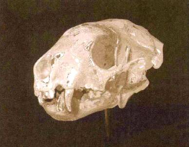 插画绘制的完美画具Photoshop应用(五)工具组合③