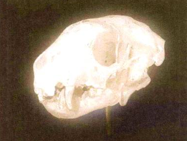 插画绘制的完美画具Photoshop应用(五)工具组合③