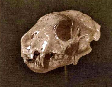 插画绘制的完美画具Photoshop应用(五)工具组合③