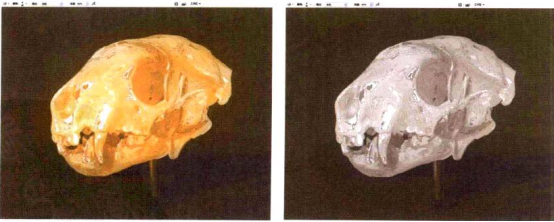 插画绘制的完美画具Photoshop应用(五)工具组合③