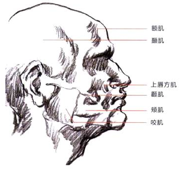 Photoshop的传统画法（十二）人物之面部结构①
