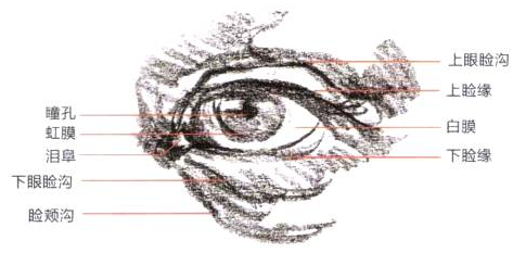 Photoshop的传统画法（十二）人物之面部结构①