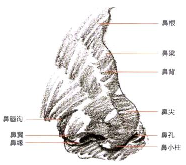 Photoshop的传统画法（十三）人物之面部结构②