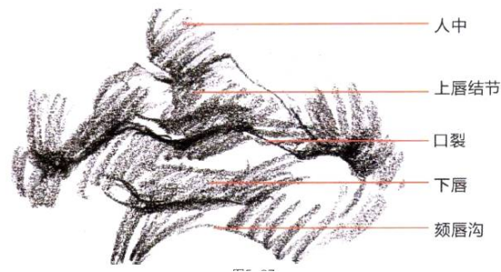 Photoshop的传统画法（十三）人物之面部结构②