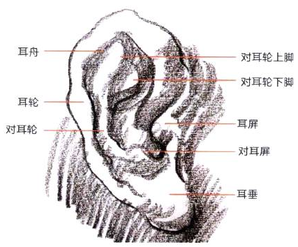 Photoshop的传统画法（十三）人物之面部结构②