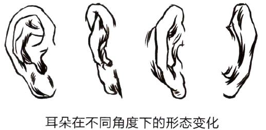 Photoshop的传统画法（十三）人物之面部结构②