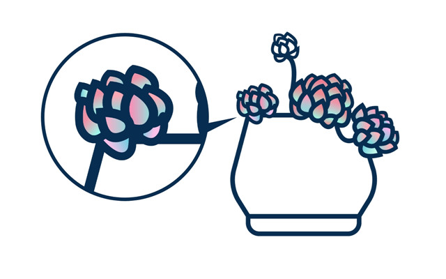 矢量线条插画教程：AI彩绘多肉