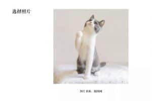 AI+PS制作可爱的招财喵插画Banner图文教程-伊丞小站(YLIMHS.COM)